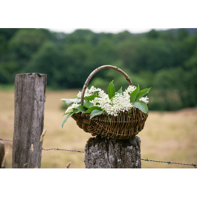 FAIR Elderflower Liqueur - Holunderblütenlikör