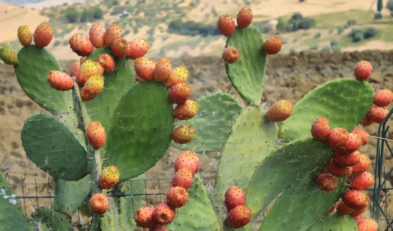 Kakteenfrüchte sind reich an Antioxidantien und können die Verdauung positiv beeinflussen.