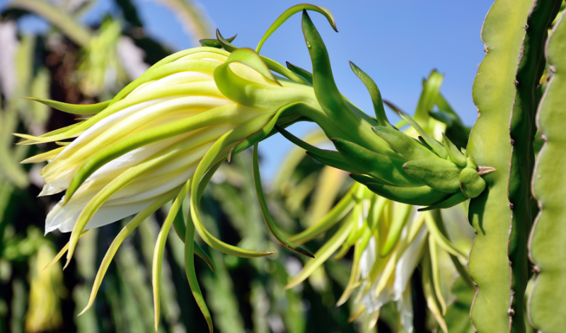 Die Blüte der Drachenfrucht heißt auch 