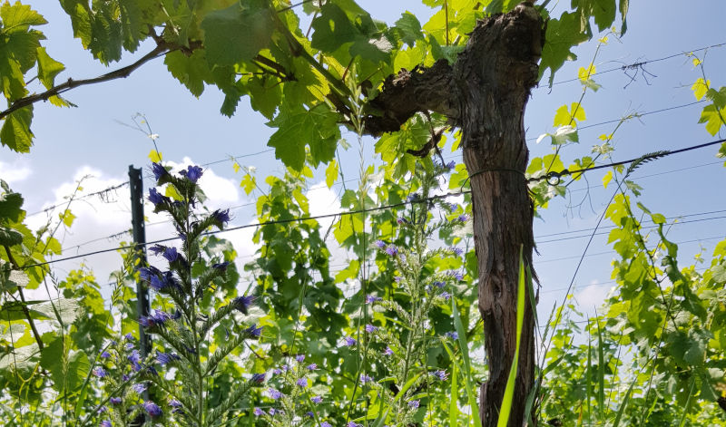 Bei Zwei Nasen für Wein gibt es hauptsächlich Weine aus biologischem oder biodynamischen Anbau. Das bedeutet z.B., dass in den Weinfeldern auch jede Menge Wildblumen stehen dürfen.