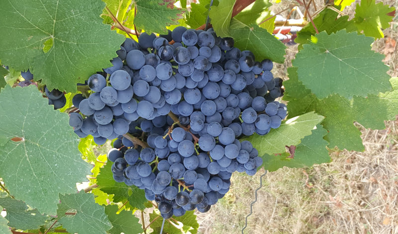 Ein üppig behangener Rebstock aus dem Languedoc.